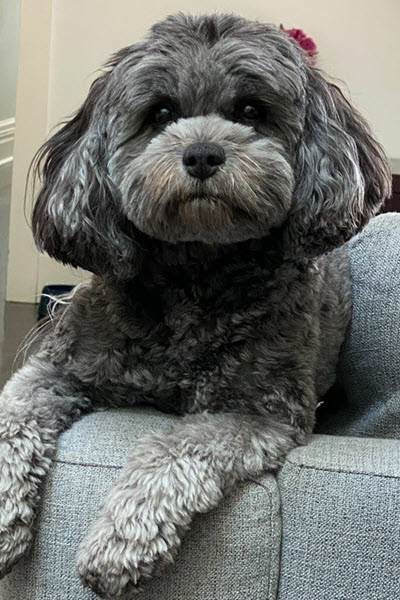 Missy the cavoodle at Ascot Vale Paediatrics